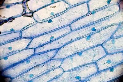 A onion slice dyed blue observed through a microscope.
