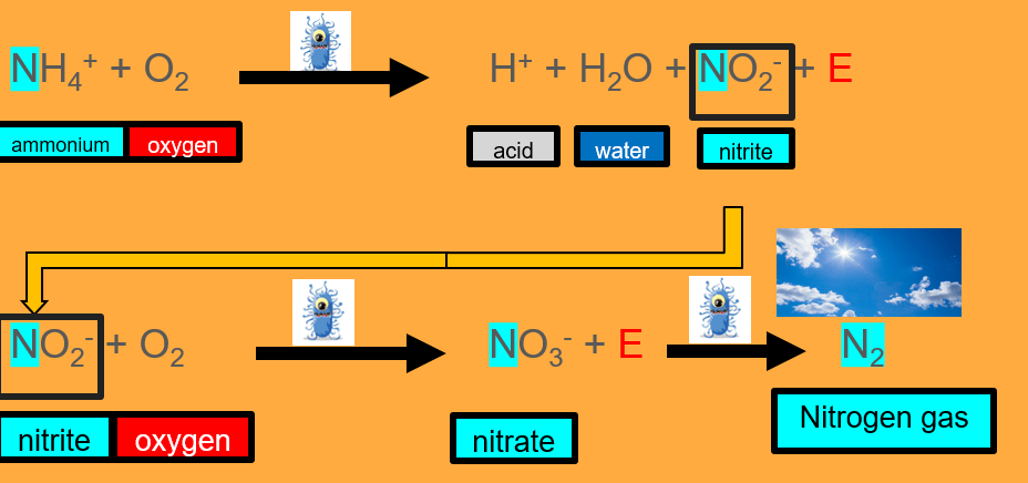 A graphic that shows the process of nitrification, where ammonias are) is converted to nitrite, and finally it goes through denitrification where nitrate becomes nitrogen gas.
