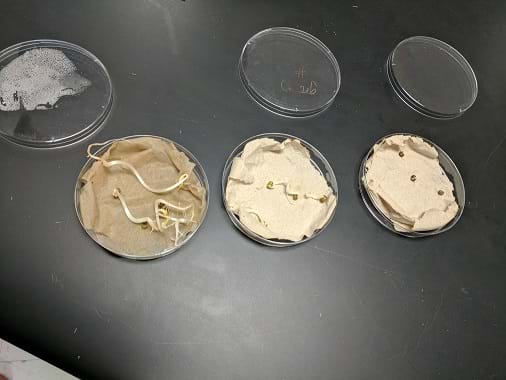 Three opened petri dishes of seed show some are germinated, but those whose paper towels dried out had minimal germination.