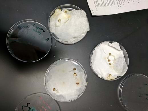 Three germinating mung bean trials are in petri dishes showing the effects of different heat treatments.