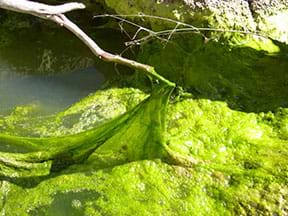 A photograph of a water source infested with an algae bloom. A branch surrounding the water source is holding up a portion of the algae bloom.
