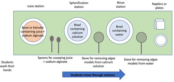 A diagram shows the view from above a long tabletop that is set up for students to move through from left to right through three sub-stations. First, starting from the left, students wash their hands. Next sits a bowl with juice and sodium alginate in it (the juice sub-station) with spoons for scooping the mixture into the next bowl—the calcium solution (the spherication sub-station). Next, use a metal mesh sieve to remove the algal model from the bowl and take it to the last bowl—a bowl of water (the rinse sub-station). Next, use another sieve to remove the algal model from the rinse water and place it on a small plate and/or napkin before eating.