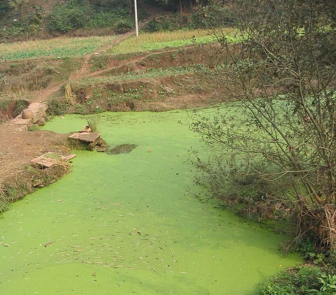 A photograph shows a pond with its water surface area completely covered with bright green algae.