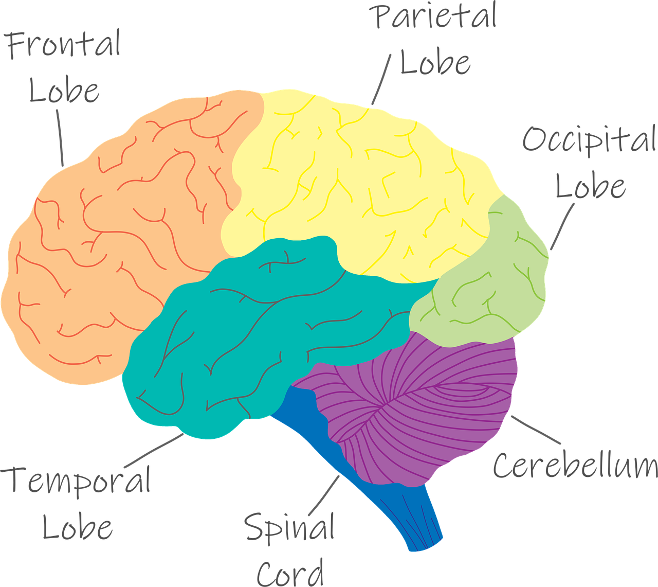 A figure showing the lobes of the brain in different colors, with labels that identify them.
