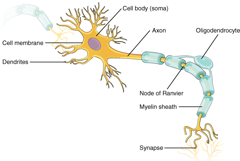 This figure shows a neuron with its inherent structures-myelin sheath, axon, dendrite, node of Ranvier, synapse, soma, cell membrane and oligodendrocyte.