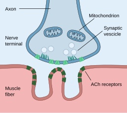 A figure showing a neuromuscular junction between a nerve fiber and a muscle fiber. There are synaptic vesicles in the neurons containing neurotransmitters that are being released in the synapse (junction between the two neurons). Neurotransmitters bind to the ACh receptors in the muscle. The mitochondrion is present for processes such as protein synthesis and degradation that maintain the synapse.