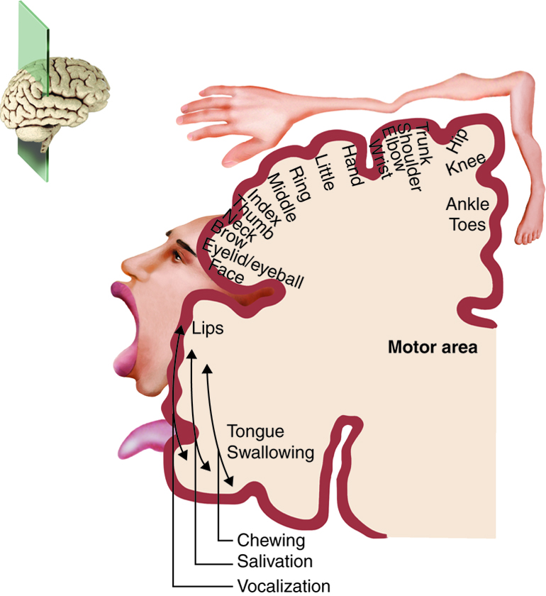 A figure showing the different parts of a homunculus, and how parts of the brain are connected to specific muscle functions.