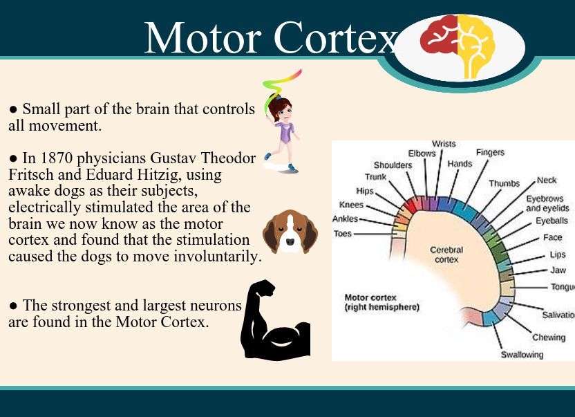 A figure describing the brain’s motor cortex, which helps control movement of body muscles.