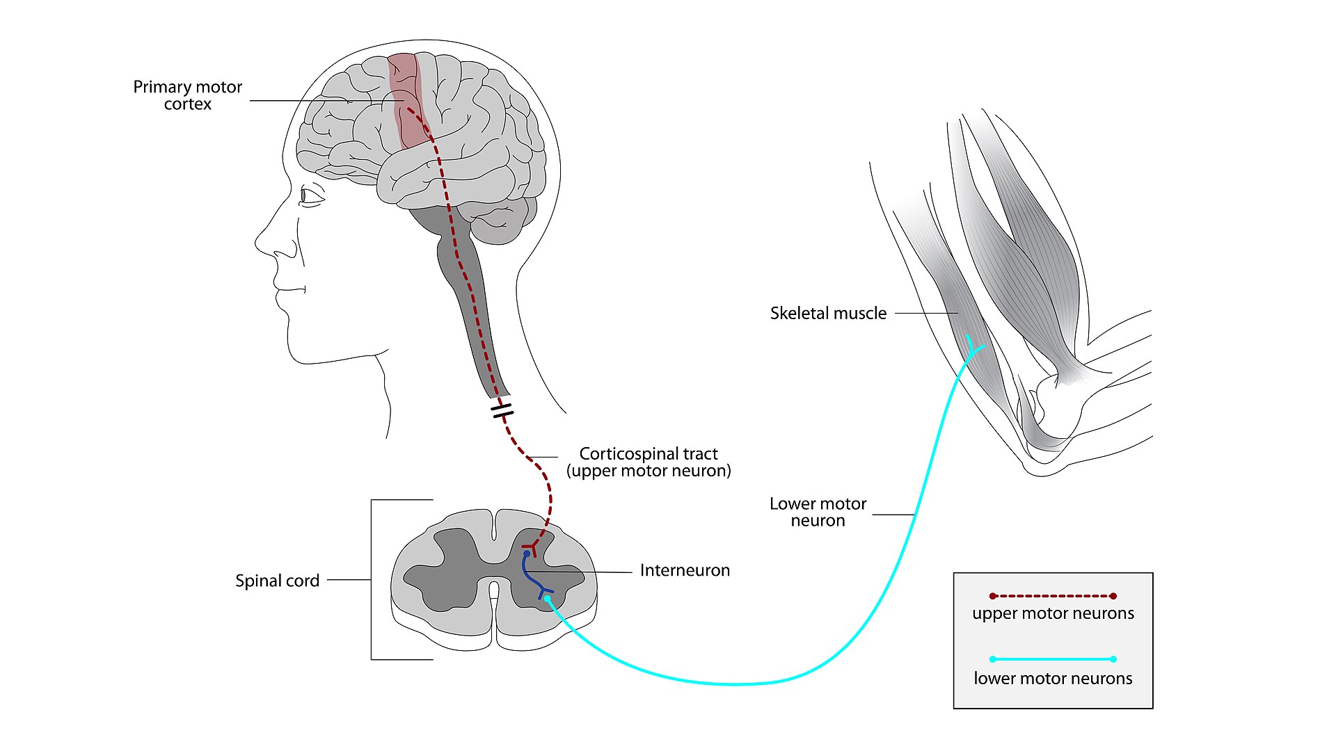A figure depicting the upper motor neuron connection going from the brain’s primary motor cortex to the spinal cord. Skeletal muscles in an arm are connected to spinal cord via lower motor neurons.