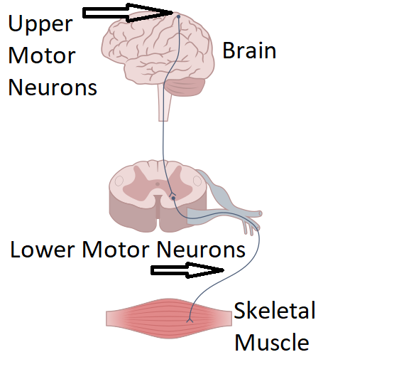 An image describing the connection from the brain to the skeletal muscle, identifying the upper motor neurons in the brain and the lower motor neurons from the spinal cord to the skeletal muscle.
