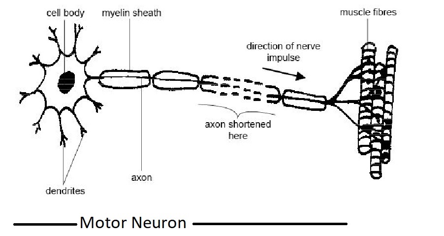 A figure depicting a motor neuron, a specialized type of neuron that forms complex circuits throughout the body to enable both voluntary and involuntary movements. 
