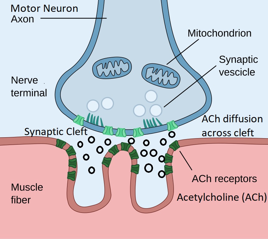 A figure depicting a motor neuron end terminal, muscle fiber, and release of acetylcholine across the synaptic cleft.