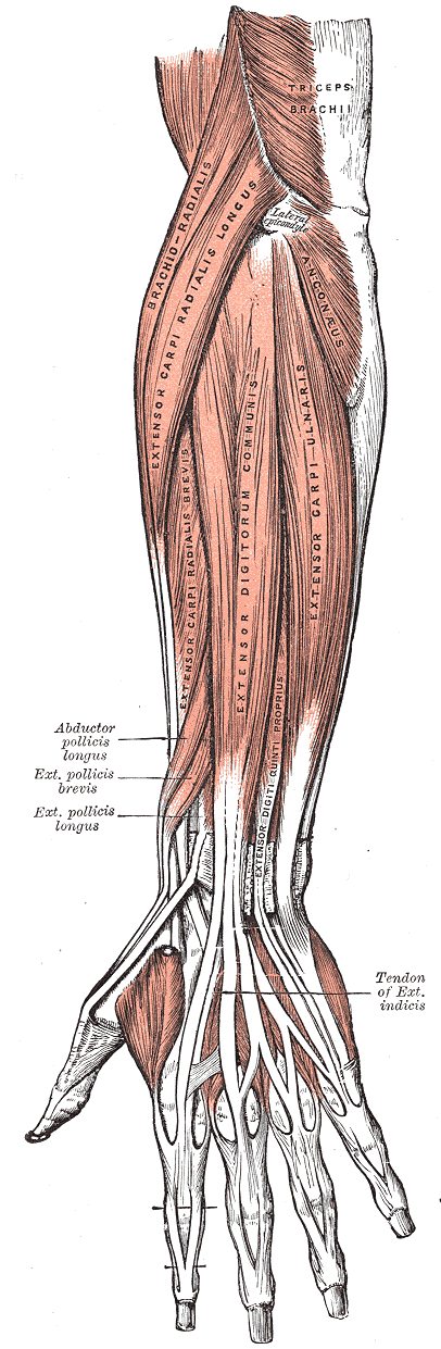 A figure showing muscles in the arm, wrists, and fingers.