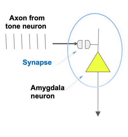 A diagram showing how the action potentials from the presynaptic neuron going into the synapse into the neuron of the amygdala.