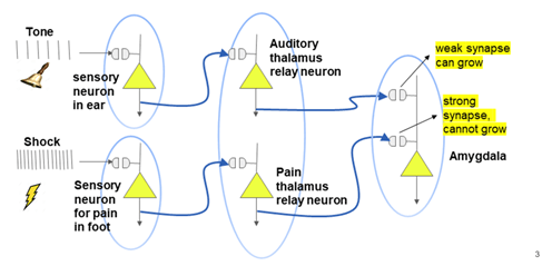 A graphic showing a full description of the fear circuit, with the tone and shock pathways creating action potential signals going into the thalamic regions and finally into the amygdala.