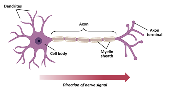 A diagram of a neuron cell showing all of the parts and the direction of the nerve signal.