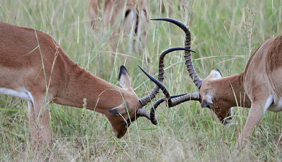 A photograph shows two male impalas, head-to-head, locking horns during rutting.