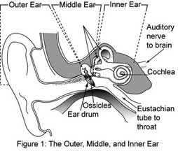 A cutaway line drawing shows the outer, middle and inner ear portions of the human ear, with the specific identification of the ear drum, ossicles, Eustachian tube to throat, cochlea and auditory nerve to brain.