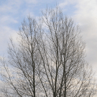 A photograph of a copse of trees that looks very normal. However lurking inside the image is a hidden image created using steganograpghy.