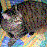 A photograph of a striped cat that was hidden inside of Figure 1 using steganography.