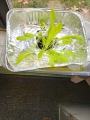 A photo showing students’ lettuce growing in the floating pot they designed.