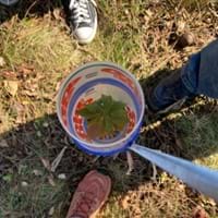 A photo of a top-down view of a plastic cup being used to protect a tree sapling.