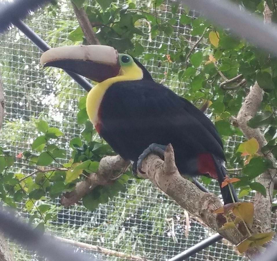 Photograph of a toucan sitting on a tree branch. The top part of the toucan’s beak is a 3D printed prosthetic. 
