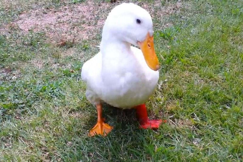 Photograph a duck standing on the ground. Its left leg is a red prosthetic made with 3D printing.  