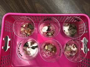 Six cups in two rows of three with clear gel.  All cups are covered with spots of black, green and gray growth. Cups are held inside a pink basket.