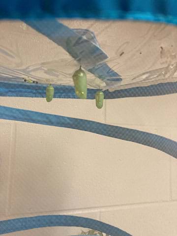Three chrysalids hang from the top of a classroom habitat. The chrysalids are bright green with small beads of gold around the top.