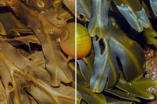 A periwinkle snail in its algae habitat. The picture is split into two different lightings. One shows a lighting that camouflages the snail and the other shows a lighting that exposes the snail.