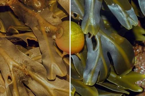 A periwinkle snail in its algae habitat. The picture is split into two different lightings. One shows a lighting that camouflages the snail and the other shows a lighting that exposes the snail.
