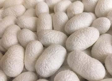 Image of white, oblong silkworm cocoons in a pile.