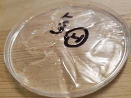 The picture shows one petri dish of a hydrogel that has been dried. The hydrogel has an uneven appearance and has shrunk away from the sides of the dish. It is marked with a trial number on top and is sitting on a wood table.