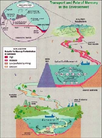 Several images are shown in succession that illustrate the pathways that mercury takes in the environment.  It begins at the top in a mining area that dissolves mercury in runoff.  Mercury is moved in the river and is taken into sediments and fish by various chemical and biochemical processes.  It is then moved to the estuary environment.  Fishing is present in both to deliver mercury to humans by their catch.