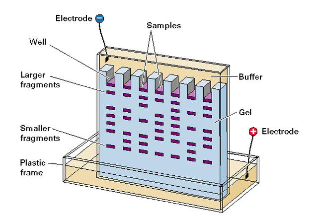 A drawing shows a vertical box with its bottom placed in a tray. Items identified: plastic frame, smaller fragments, larger fragments, well, electrode (negative), samples, buffer, gel, electrode (positive).
