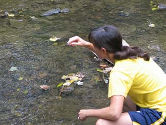 Photograph shows a young woman examining a sample she pulled from the stream in front of her.