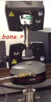 A photograph shows a long, whitish bone held vertically at each end by the pincher grips of a machine.