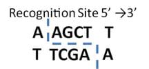 Two rows of letters: AAGCTT and TTCGAA. A vertical dashed line divides the first two letters on the top row, then goes horizontal between the two rows past four letters to the right before turning down between the last two letters of the bottom row.