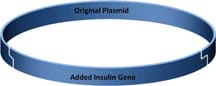 A circular blue band with two staggered cuts that join together the original plasmid and the insulin gene into one loop.