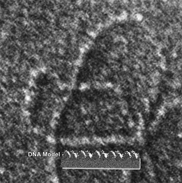 A grainy black and white image of a DNA strand.