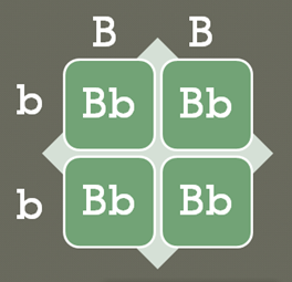 A foursquare grid with columns titled B and B, and rows titled b and b. The four square cells are each labeled Bb.