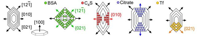 Five line drawings of a normal calcium oxalate crystal (far left0 and crystals grown with different additives show how the crystal shapes change depending on where an inhibitor binds. A normal hexagonal crystal is altered to be square shaped (BSA inhibitor), taller and diamond shaped (C4S inhibitor), taller and rectangular shaped (citrate inhibitor) and top-heavy hexagonal shaped (Tf inhibitor).