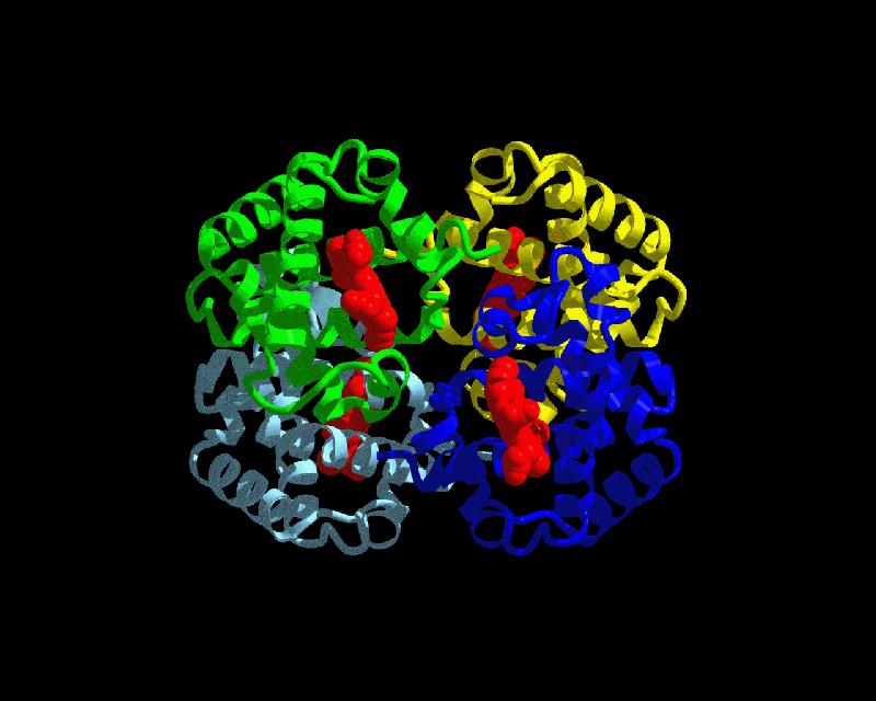 Artistic rendering of hemoglobin showing the molecular structure using a ribbon representation.