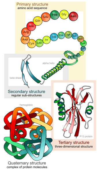 Diagrams of the four main protein structures levels: Primary structure (amino acid sequence) , secondary structure (regular sub-structures, such as alpha helix and beta sheet), tertiary structure (three-dimensional structure, such as P13 protein), and quaternary structure (complex of protein molecules, such as hemoglobin).