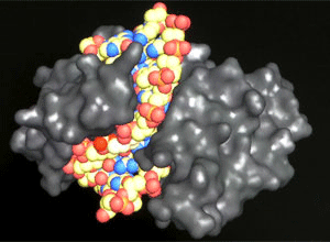 A computer-generated image shows a lumpty glob of biomolecules.
