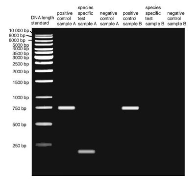 A black and white image shows horizontal white bars on a dark background. Side text ranges from 250 bp to 10,000 bp. Top text: DNA length standard, positive control sample A, species speific test sample A, negative control sample A, positive control sample B, species specific test sample B and negative control sample B.