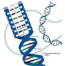 A drawing shows a double helix DNA molecule that looks like a "twisted ladder" with color and letter identifiers composing each structural sub-component. A drawing shows a double helix DNA molecule that looks like a "twisted ladder" with color and letter identifiers composing each structural sub-component.