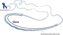 A line drawing shows a long DNA molecule (double helix-shaped) with a small segment selected as a gene.