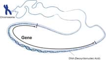 A line drawing shows a long DNA molecule (double helix-shaped) with a small segment selected as a gene. A line drawing shows a long DNA molecule (double helix-shaped) with a small segment selected as a gene.